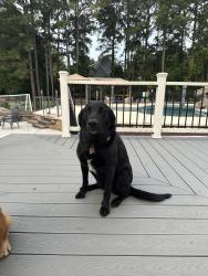Lost Female Dog last seen Sandlapper, York, SC 29745