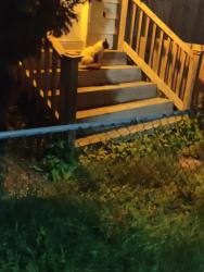 Reunited Unknown Cat last seen Between Sargent and Ellice, Winnipeg, MB R3B 2S9