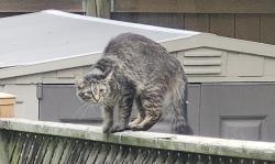 Found/Stray Unknown Cat last seen Jalna and chalkstone, London, ON N6E 3Z9
