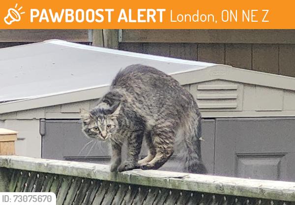 Found/Stray Unknown Cat last seen Jalna and chalkstone, London, ON N6E 3Z9