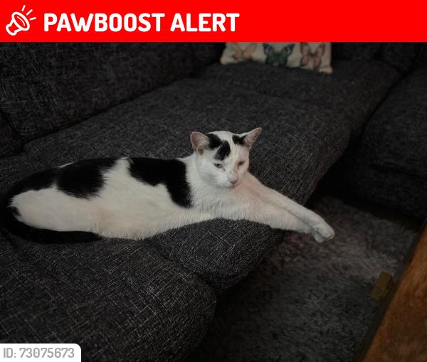Lost Male Cat last seen Hunter road Willesborough , Willesborough, England TN24