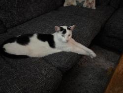 Lost Male Cat last seen Hunter road Willesborough , Willesborough, England TN24