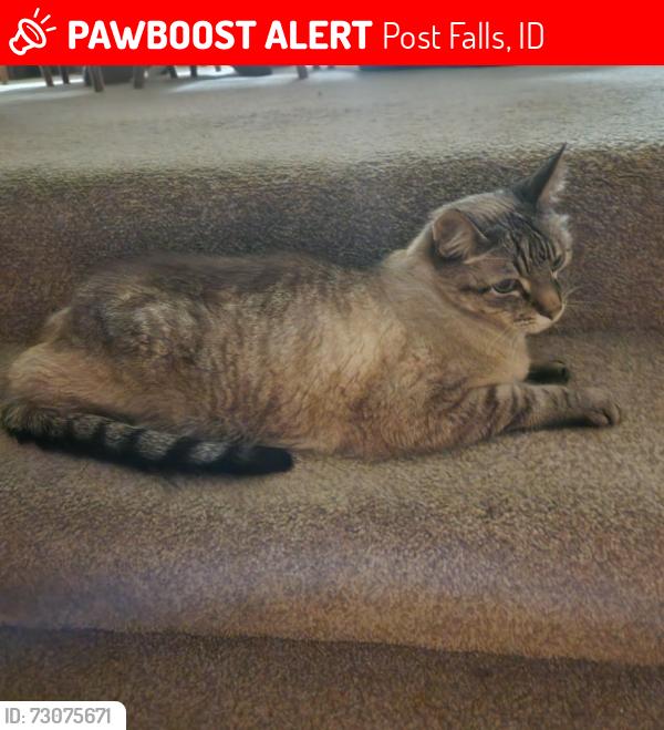 Lost Male Cat last seen 11th and Lincoln , Post Falls, ID 83854