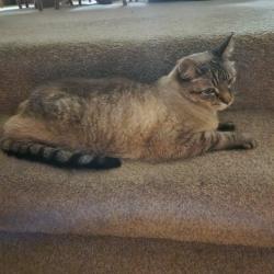 Lost Male Cat last seen 11th and Lincoln , Post Falls, ID 83854