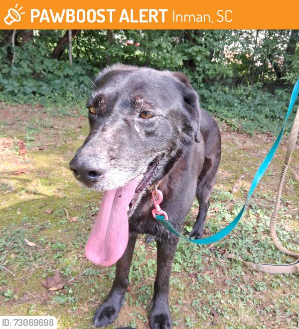 Found/Stray Female Dog last seen Dickson Rd south of Compton Bridge, Inman, SC 29349