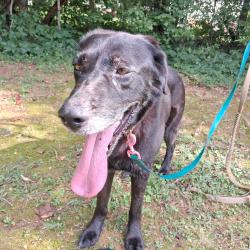 Found/Stray Female Dog last seen Dickson Rd south of Compton Bridge, Inman, SC 29349