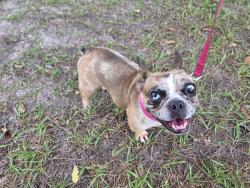 Found/Stray Female Dog last seen Danbury , Sun City Center, FL 33573