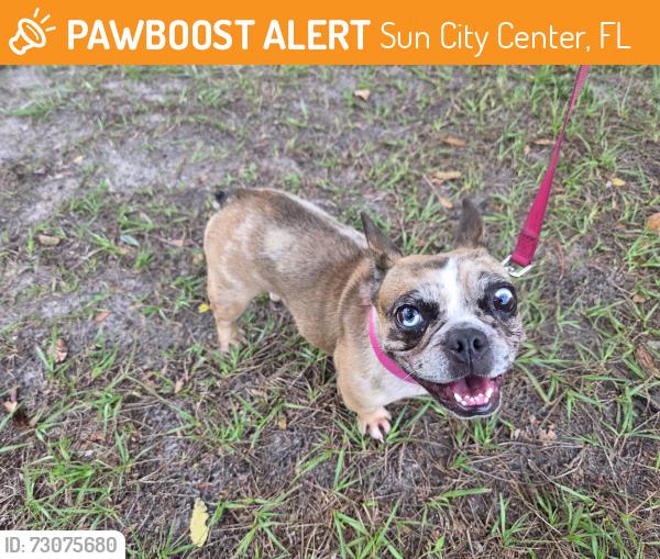 Found/Stray Female Dog last seen Danbury , Sun City Center, FL 33573