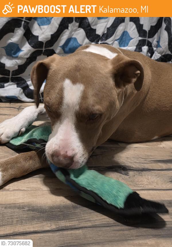 Found/Stray Male Dog last seen Kazoo Books, Kalamazoo, MI 49008
