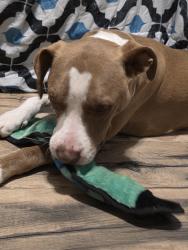 Found/Stray Male Dog last seen Kazoo Books, Kalamazoo, MI 49008