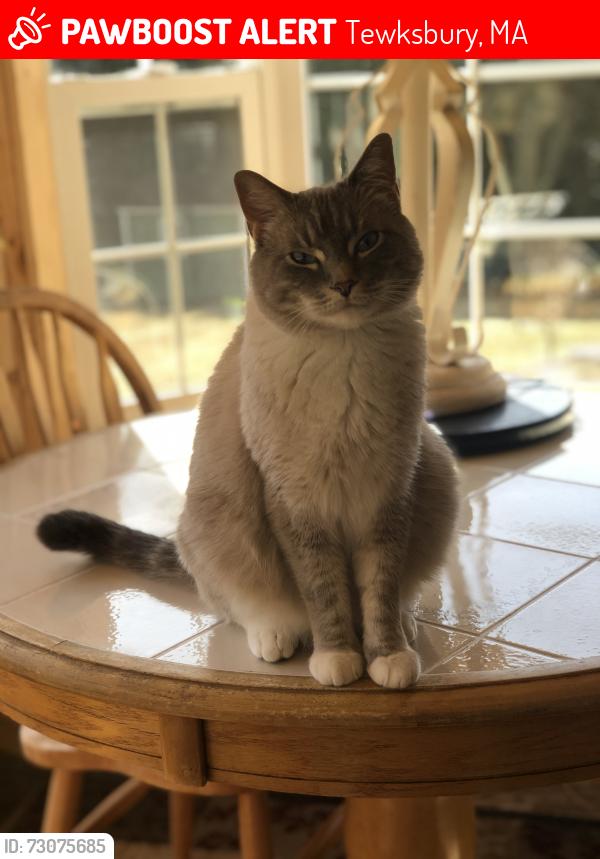 Lost Male Cat last seen Kendall Rd/Roper Ln/North St/Livingston St, Tewksbury, MA 01876