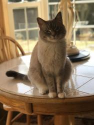Lost Male Cat last seen Kendall Rd/Roper Ln/North St/Livingston St, Tewksbury, MA 01876