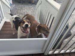 Found/Stray Female Dog last seen Owens road, Greer, SC 29651