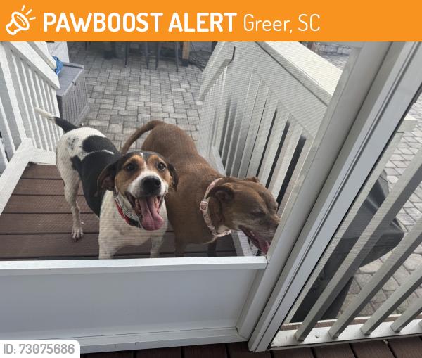 Found/Stray Female Dog last seen Owens road, Greer, SC 29651