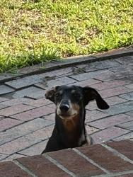 Reunited Unknown Dog last seen Wendover subdivision, Fayetteville, NC 28306