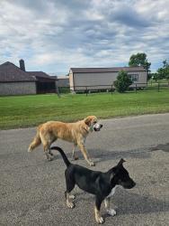 Found/Stray Male Dog last seen CR 2660 and CR 2648, Royse City, TX 75189
