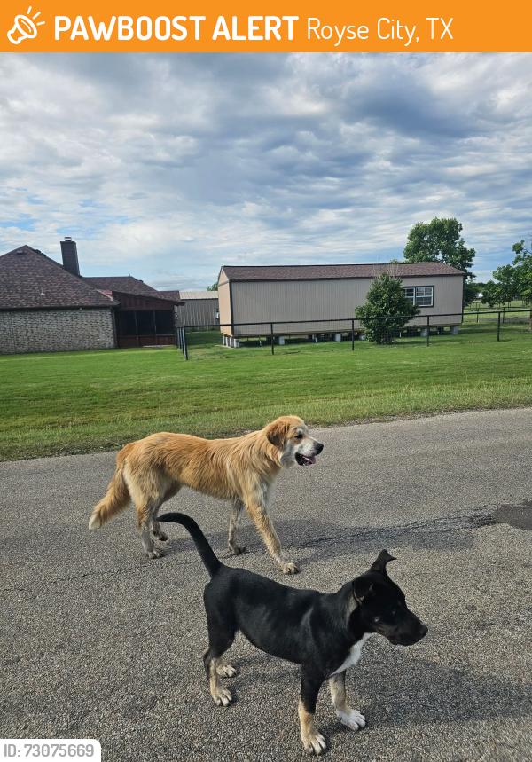 Found/Stray Male Dog last seen CR 2660 and CR 2648, Royse City, TX 75189