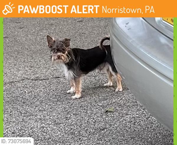 Found/Stray Unknown Dog last seen Juniper & W. Freedley St., Norristown, Norristown, PA 19401
