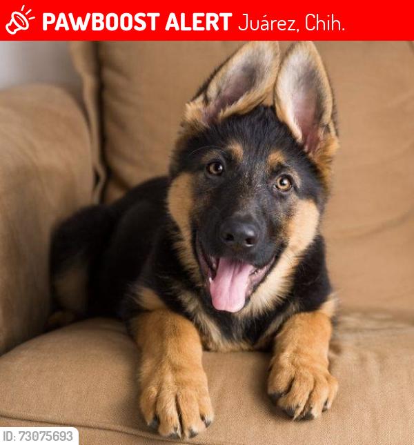 Lost Male Dog last seen Aguirre Laredo, Juárez, Chih. 32389