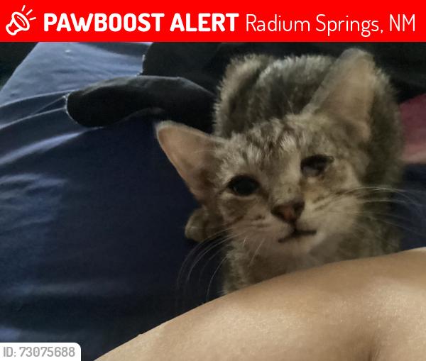 Lost Male Cat last seen Located at the end of Embarcadero rd in leasburg, Radium Springs, NM 88007