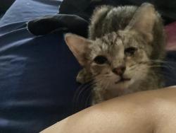 Lost Male Cat last seen Located at the end of Embarcadero rd in leasburg, Radium Springs, NM 88007