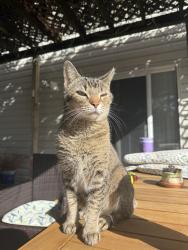 Lost Female Cat last seen Wendover lane, Wilmington, NC 28411