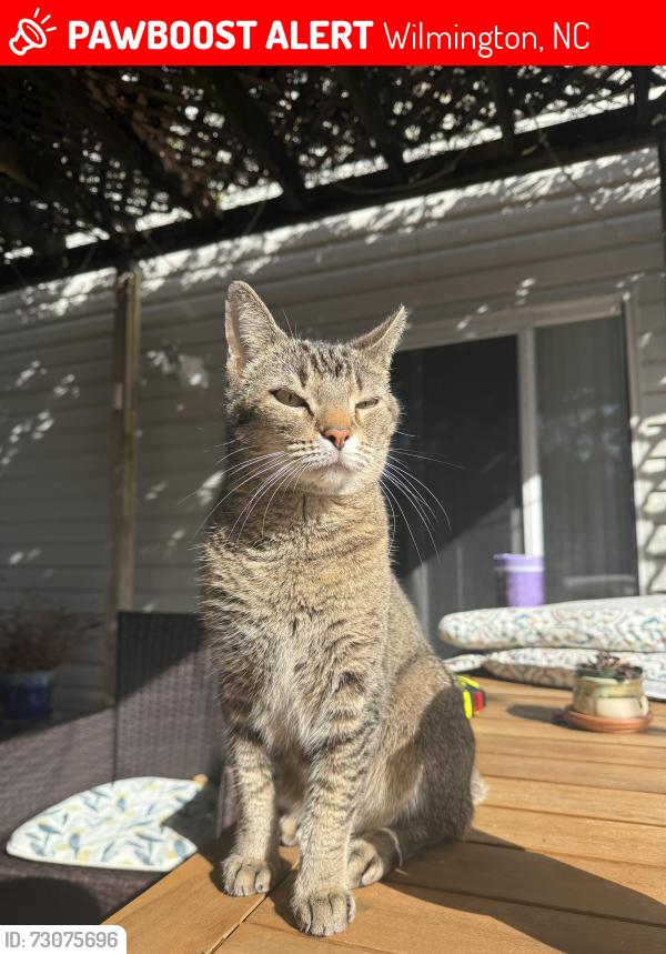 Lost Female Cat last seen Wendover lane, Wilmington, NC 28411