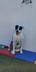 Reunited Female Dog last seen Near Hilary St, Spring Hill, FL 34609, USA, Spring Hill, FL 34609