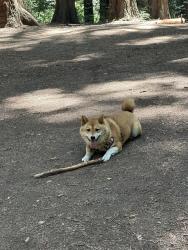 Reunited Female Dog last seen Sailsbury , Oakland, CA 94601