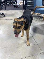 Found/Stray Male Dog last seen Sims and Brown rd, Knoxville, TN 37920