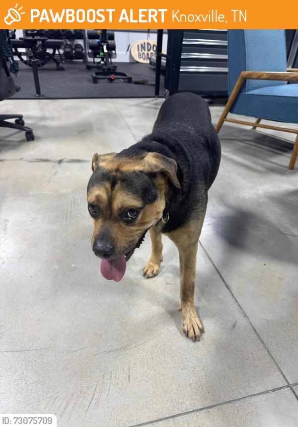 Found/Stray Male Dog last seen Sims and Brown rd, Knoxville, TN 37920