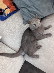 Reunited Male Cat last seen Whitton Sports Centre/Anglia Retail Park, Suffolk, England IP1 6FS