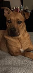 Reunited Male Dog last seen Near Hilary St, Spring Hill, FL 34609, USA, Spring Hill, FL 34609