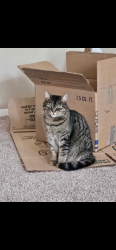 Reunited Female Cat last seen NW Maynard Rd and High hse Rd in MAA 900 Waterford apmt complex, Cary, NC 27513