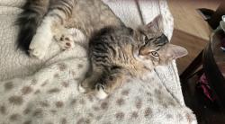 Lost Female Cat last seen Strawberry Ln, Chattanooga, TN 37343