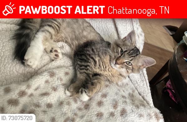 Lost Female Cat last seen Strawberry Ln, Chattanooga, TN 37343