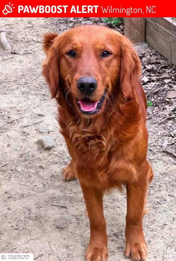 Lost Female Dog last seen Riverlights, Wilmington, NC 28412