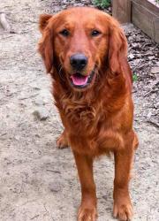Lost Female Dog last seen Riverlights, Wilmington, NC 28412