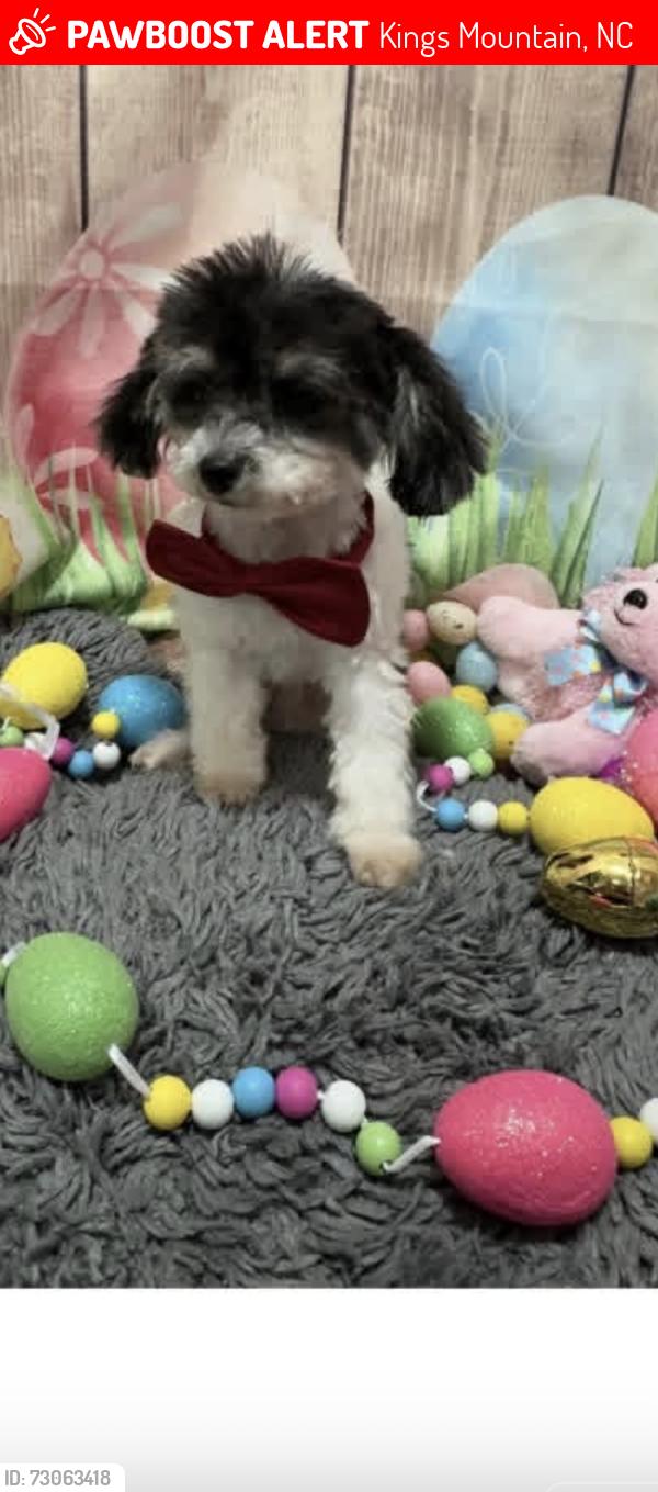 Lost Male Dog last seen Ebenezer/OakGrove, Kings Mountain, NC 28086