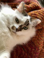Reunited Female Cat last seen Critchley Road, East Damwood Road, St Ambrose Catholic Church, Speke, England L24 7RL