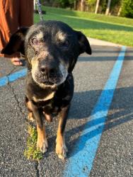 Found/Stray Male Dog last seen Pine Grove Baptist Church, Cabarrus County, NC 28025