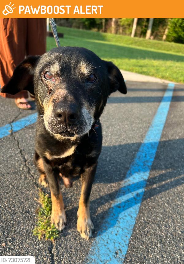 Found/Stray Male Dog last seen Pine Grove Baptist Church, Cabarrus County, NC 28025