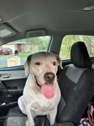 Reunited Female Dog last seen C ave , Zephyrhills, FL 33542