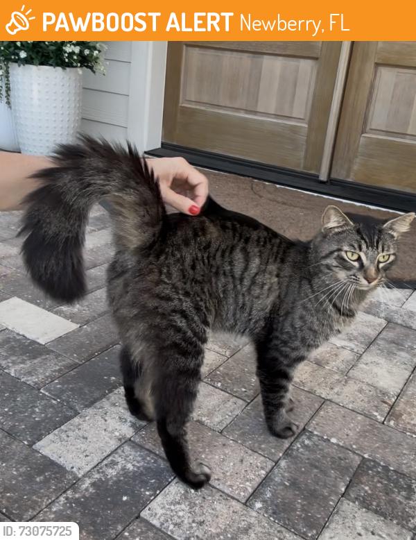 Found/Stray Male Cat last seen Town of Tioga area, Newberry, FL 32669