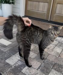 Found/Stray Male Cat last seen Town of Tioga area, Newberry, FL 32669