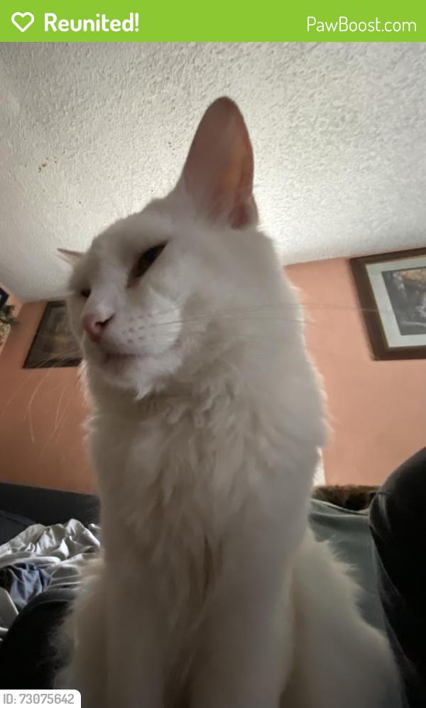 Reunited Male Cat last seen DMV, Alma, Sherman st, San Jose, CA 95110