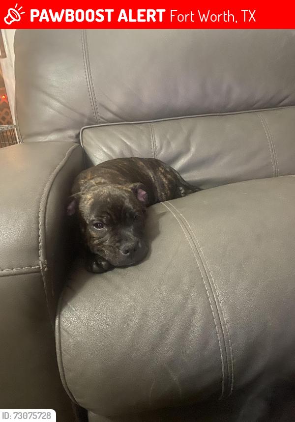 Lost Female Dog last seen Handley drive, Fort Worth, TX 76112