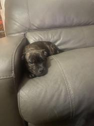 Lost Female Dog last seen Handley drive, Fort Worth, TX 76112