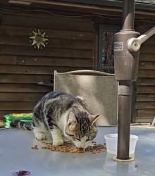 Reunited Unknown Cat last seen Pagenkopf Road and County Road 90, Independence, MN 55359
