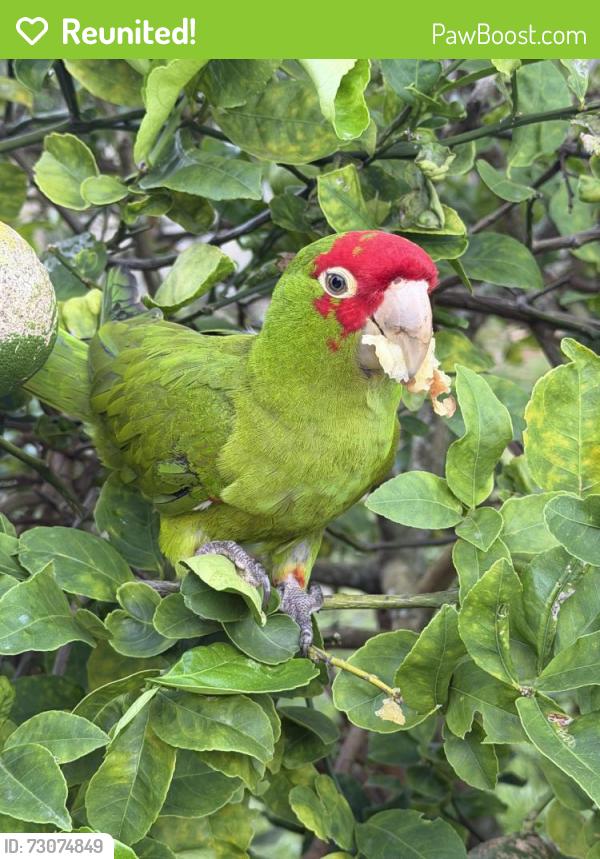 Reunited Unknown Bird last seen S Deerfield Ave, just south of 10th st, Deerfield Beach, FL 33441